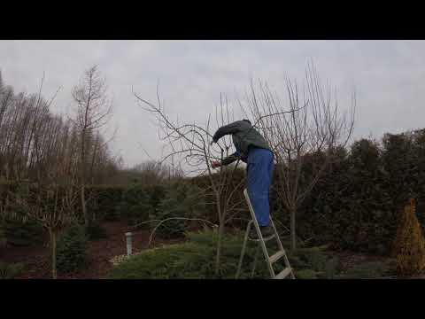 Jak przyciąć młodą gruszę?