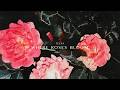Teesa - Where Roses Bloom