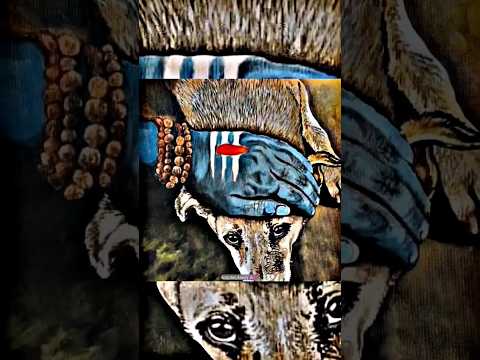 The dog is always devotee of Kal Bhairav🕉️🚩 | wait for end | #shorts #kalbhairav #mahadev #hindu