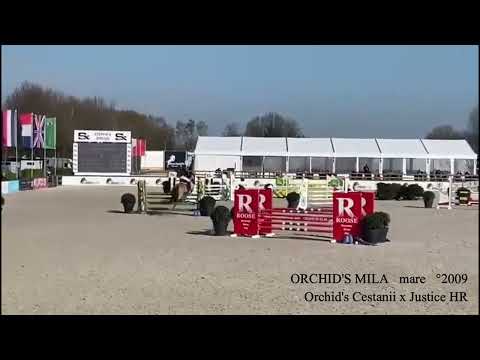 Orchid's Mila