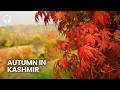 Relaxing Kashmir S Golden Autumn Walk Srinagar Walking Tour 4K Binaural Audio Slow Tv