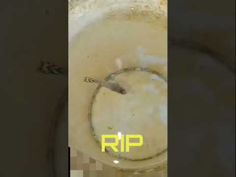 RIP sad news 😞😢😔 my Guppy  fish 😔🐟 part 3  #shorts #shortsfeed #viral #1million #RIP #sad