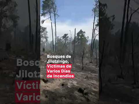 Bosques de Jilotzingo, víctimas de varios días de incendios #nmas #shorts