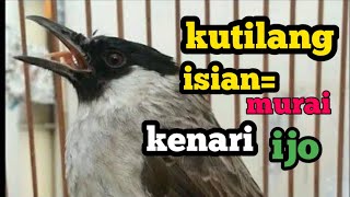Download lagu suara burung kutilang gacor full isian ,kenari, murai, cucak ijo cocok buat masteran mp3 Download lagu suara burung kutilang gacor full isian ,kenari, murai, cucak ijo cocok buat masteran mp3