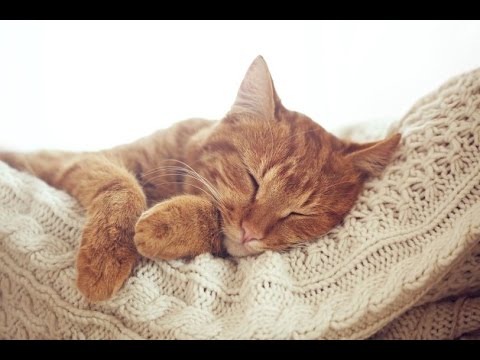 1 Hour Sleep Music, Calm Music for Sleeping, Delta Waves, Insomnia, Relaxing Music, ☯011