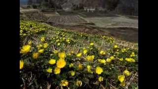 なかのじょうのうた2013