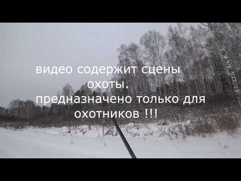 Загонная охота- Наконец то добыл...