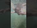 BERENANG Healing