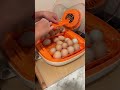 My hubby bought this game changer! This best automatic egg incubator I've ever had! High hatch rate