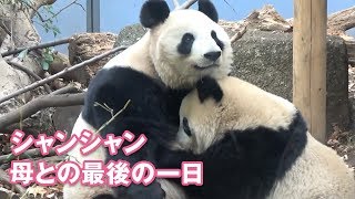 2018/12/9独り立ち訓練最終目シャンシャン最愛の母との最後の一日