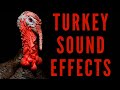 TURKEY SOUND EFFECTS - Turkey Gobbling