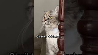 Download lagu Did you know this before?😹#catshorts #funnycat #catvideos #cutecat #viralshorts #kitten #cat mp3