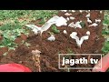 Cultivate From Tractor Govithan Wada Sadaha Bim Sakasima 240 Mitzubishi Trackter Sri Lanka Farmer