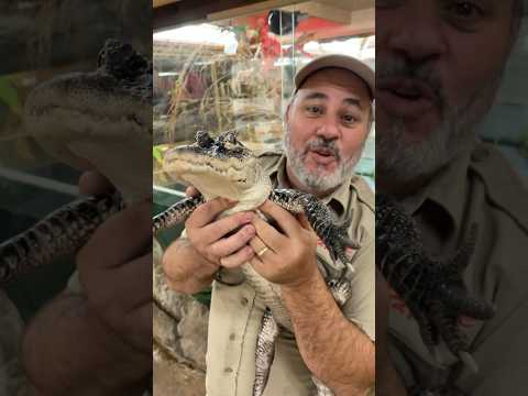 アメリカのワニ!😳🇺🇸こいつらはカメの甲羅も割ることができる😱 #アメリカ #アリゲーター #素晴らしい #すごい