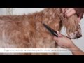 Andis Premium Pet Grooming Tools - Flea Comb 65275