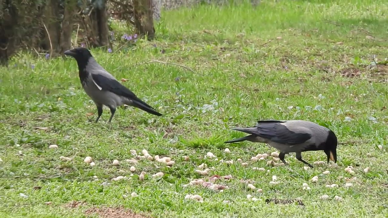 Crows take some peanuts