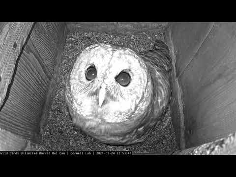 Female Barred Owl's Vocal Preseason Nest Box Visit, 24 Feb 2021 | Cornell Lab | Wild Birds Unlimited