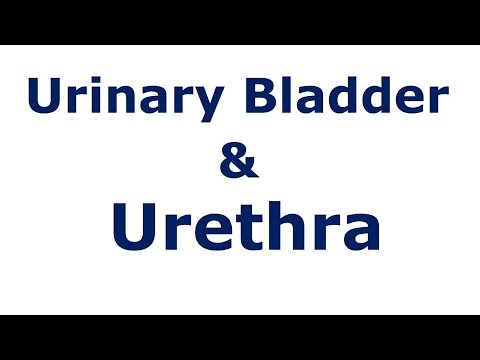 Chp30 BDC Vol2 | Anatomy of URINARY BLADDER & URETHRA | Dr Asif Lectures | BD Chaurasia