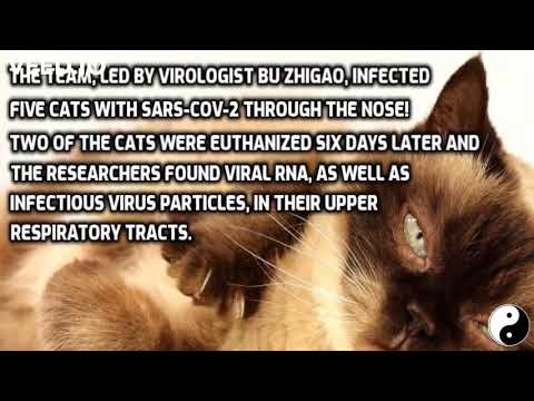 Cat infected with coronavirus (Can pets spread the virus to people?)