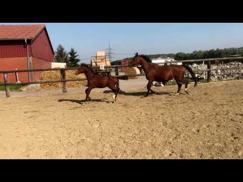 Stutfohlen von Zoom x Florestan 2020