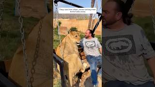 A lost lion cub followed this man home and he adopted it