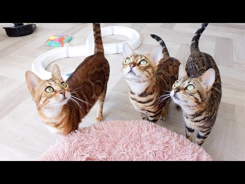 How Our Bengal Cats let us know in a Sneaky way that they want something to Eat