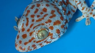 Tiếng tắc kè kêu giúp em bé ngủ ngon | âm thanh tắc kè | gecko sound