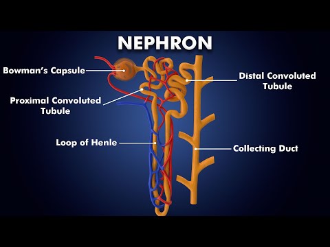 Structure and Function of Nephron: 3d illustration