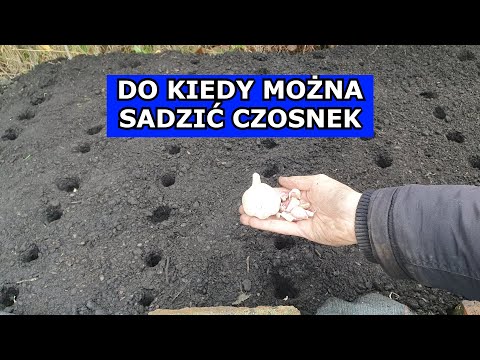 When can you plant winter garlic? Garlic planting in December. Can you plant garlic? Cultivation.