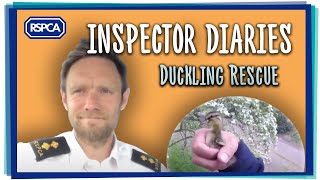Inspector diaries - Anthony duckling rescue!