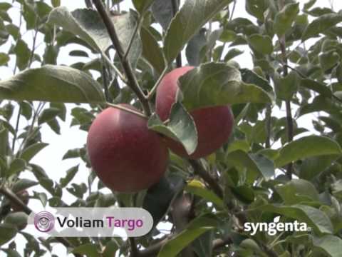 Požurite i sprečite štete od jabukinog smotavca i kruškine buve_400_16.05.2015.