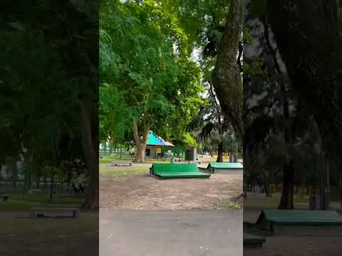 Que notable arboleda tiene el parque General Paz en el barrio de #saavedra #walking #shorts #tour