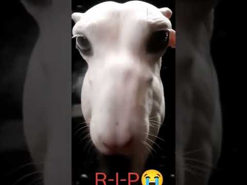 Sad story 😢  of dog mrs. dimpy #shorts #trending #dogsadstory