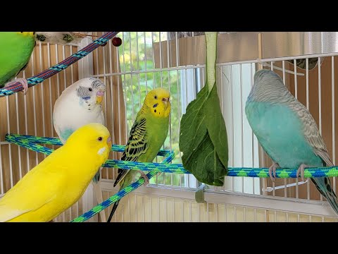 9 Hr If your budgies don’t chirp, playing this video will help lonely parakeet bird start to chirp.
