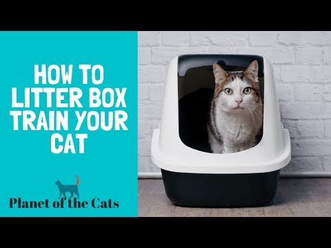 How To Train Your Cat To Use The Litter Box?