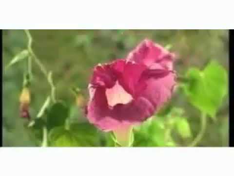 Bir Sultan Yaşardı Sultantepe'de