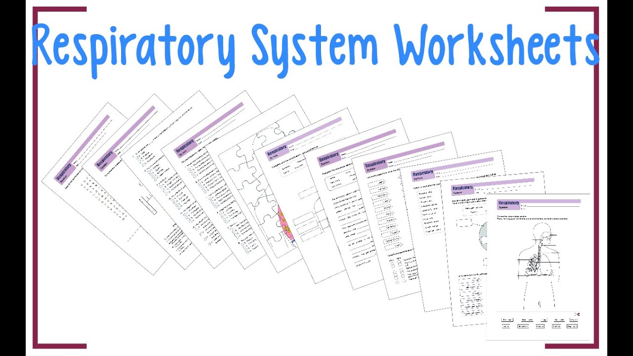 Respiratory System Worksheets