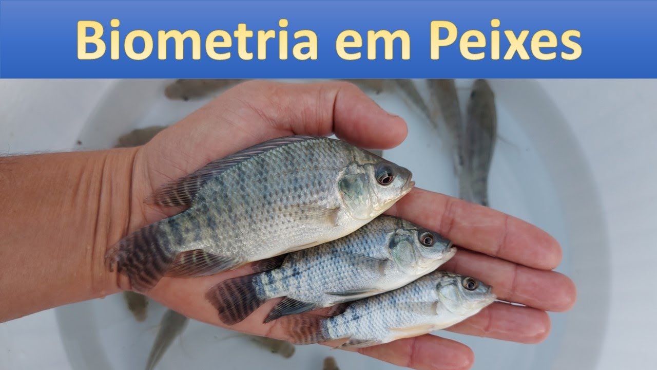 Suas tilápias estão crescendo? veja como fazer a Biometria!!