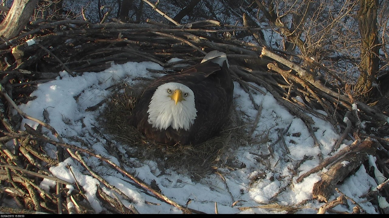Live webcam view of Bald Eagle Habitat Cam