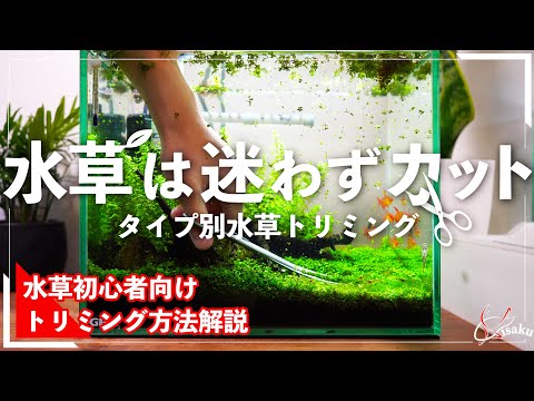 水草の植え方は？正しい選択をするために知っておくべきことすべて!  庭園