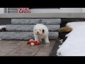 Portuguese Water Dog dogs for sale: Callie - Video 1