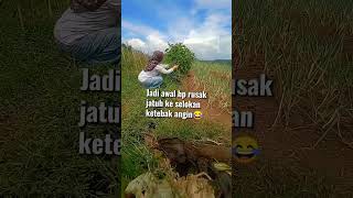 Download lagu lagi senang panen terong coel eh hpnya tiba-tiba ketipu angin nyemplung ke selokan mp3