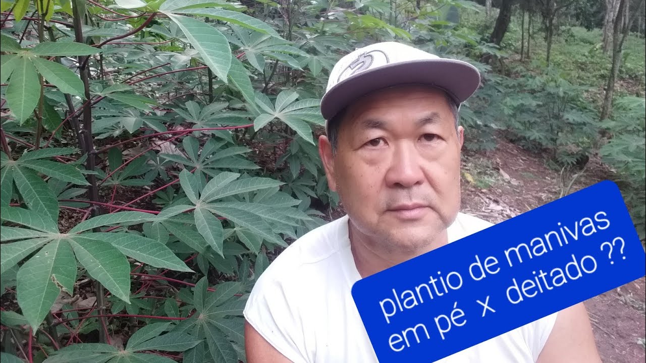 Mandioca,macaxeira,aipim: plantio da maniva/muda, em pé ou deitada? E cuidados p/ aumentar produção.