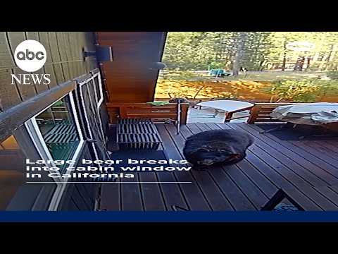 Black bear breaks into cabin window