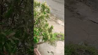 Download lagu story wa hujan di sore hari mp3