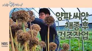 [나는농부다 262회] 양파 씨앗 채종 후 건조 작업