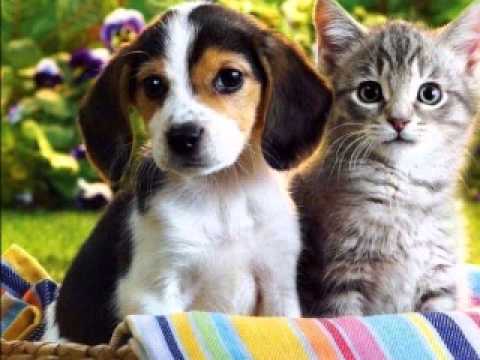 Summer Of Love - Aroma feat Lyck