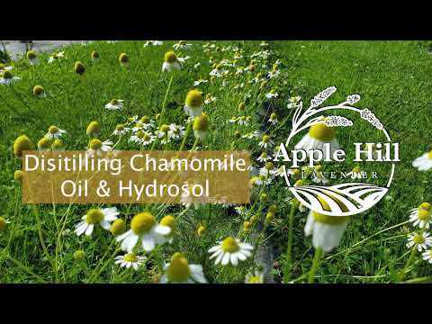 CHAMOMILE DISTILLING