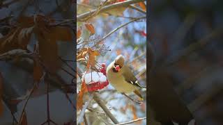 &quot;Magical Encounter with a Bohemian Waxwing: A YouTube Short&quot;
