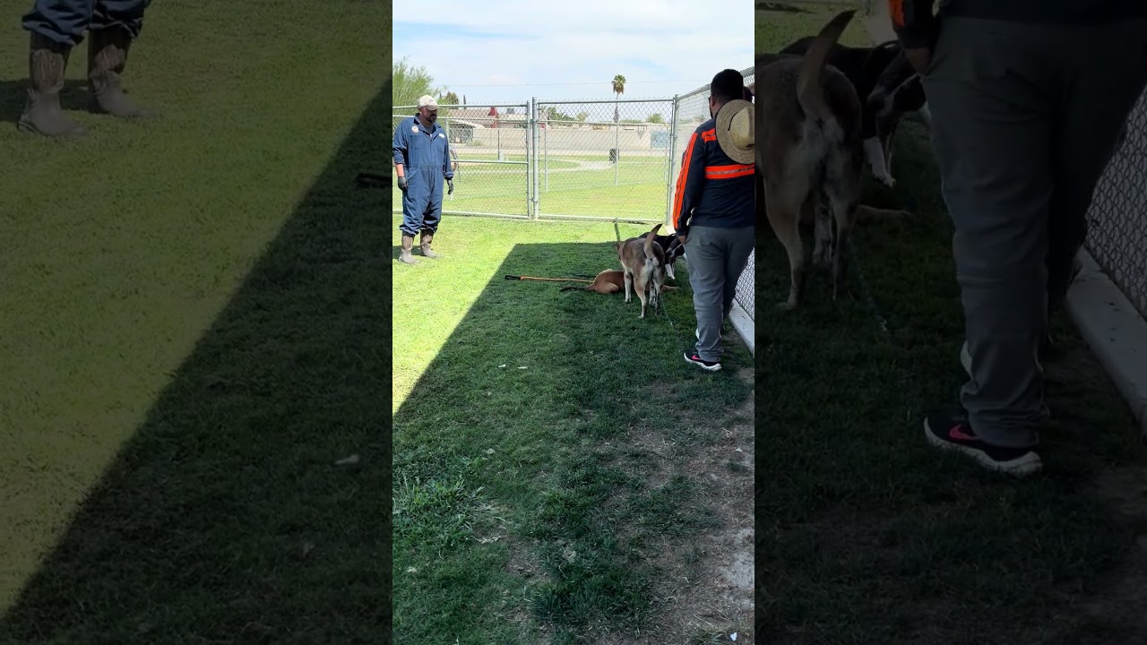 Enlarge SASHA, a Adoptable Husky in Delano, CA video 5/5